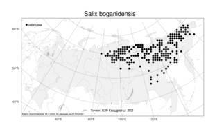 Salix boganidensis Trautv., Atlas of the Russian Flora (FLORUS) (Russia)