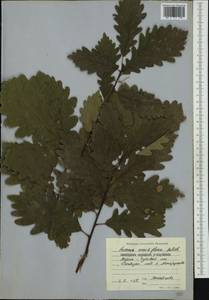 Quercus petraea (Matt.) Liebl., Western Europe (EUR) (Bulgaria)