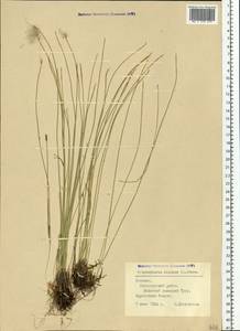 Trichophorum alpinum (L.) Pers., Eastern Europe, Estonia (E2c) (Estonia)