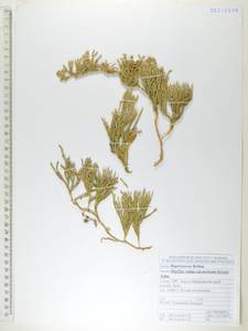 Huperzia selago (L.) Bernh., Siberia, Russian Far East (S6) (Russia)
