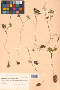 Corydalis gorodkovii Karav., Siberia, Chukotka & Kamchatka (S7) (Russia)