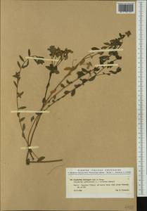 Euphorbia verrucosa L., Western Europe (EUR) (Italy)