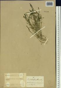 Callitriche hermaphroditica subsp. hermaphroditica, Siberia, Altai & Sayany Mountains (S2) (Russia)