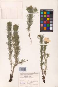 Adonis vernalis L., Eastern Europe, West Ukrainian region (E13) (Ukraine)