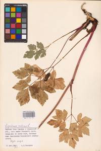 Ligusticum scoticum L., Eastern Europe, Northern region (E1) (Russia)