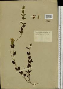 Scutellaria supina L., Siberia, Altai & Sayany Mountains (S2) (Russia)