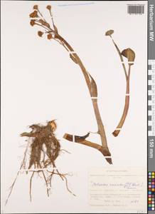 Petasites radiatus (J. F. Gmel.) J. Toman, Siberia, Altai & Sayany Mountains (S2) (Russia)