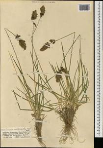 Deschampsia koelerioides Regel, Mongolia (MONG) (Mongolia)