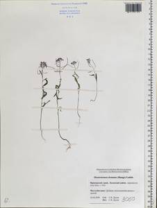 Dontostemon dentatus (Bunge) C. A. Mey. ex Ledeb., Siberia, Russian Far East (S6) (Russia)