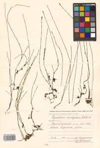 Equisetum variegatum Schleich. ex F. Weber & D. Mohr, Siberia, Chukotka & Kamchatka (S7) (Russia)