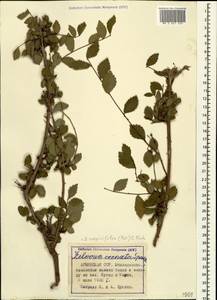Zelkova carpinifolia (Pall.) C. Koch, Caucasus, Armenia (K5) (Armenia)