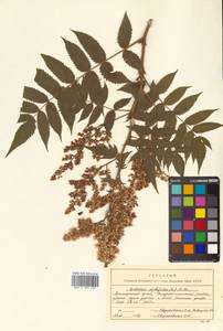 Sorbaria sorbifolia (L.) A. Braun, Siberia, Russian Far East (S6) (Russia)