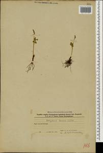 Botrychium lunaria (L.) Sw., Caucasus, Azerbaijan (K6) (Azerbaijan)