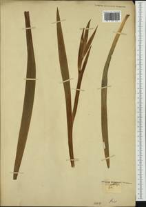 Iris foetidissima L., Western Europe (EUR) (Not classified)