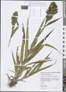 Panicum miliaceum L., Siberia, Baikal & Transbaikal region (S4) (Russia)