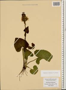 Ligularia subsagittata Pojark., Caucasus, Stavropol Krai, Karachay-Cherkessia & Kabardino-Balkaria (K1b) (Russia)
