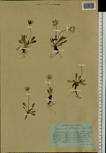 Taraxacum albescens Dahlst., Siberia, Central Siberia (S3) (Russia)