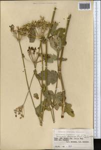 Semenovia dasycarpa (Regel & Schmalh.) Korovin ex Pimenov & V. N. Tikhom., Middle Asia, Pamir & Pamiro-Alai (M2) (Kyrgyzstan)