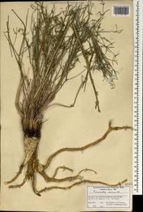 Pimpinella aurea DC., South Asia, South Asia (Asia outside ex-Soviet states and Mongolia) (ASIA) (Iran)