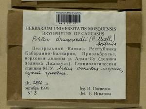 Pohlia drummondii (Müll. Hal.) A.L. Andrews, Bryophytes, Bryophytes - North Caucasus & Ciscaucasia (B12) (Russia)