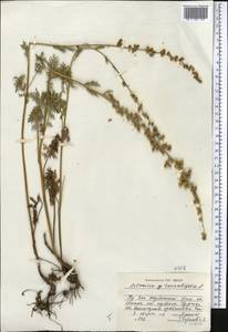 Artemisia gmelinii Weber ex Stechm., Middle Asia, Dzungarian Alatau & Tarbagatai (M5) (Kazakhstan)