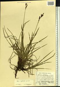 Carex rigidioides (Gorodkov) V.I.Krecz., Siberia, Russian Far East (S6) (Russia)