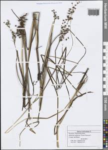 Juncus articulatus L., Eastern Europe, Middle Volga region (E8) (Russia)