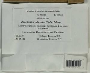 Dichodontium pellucidum (Hedw.) Schimp., Bryophytes, Bryophytes - Krasnoyarsk Krai, Tyva & Khakassia (B17) (Russia)