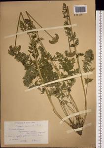 Seseli condensatum (L.) Rchb.fil., Siberia, Western (Kazakhstan) Altai Mountains (S2a) (Kazakhstan)