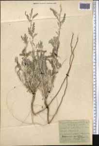 Artemisia santolina Schrenk, Middle Asia, Karakum (M6) (Turkmenistan)
