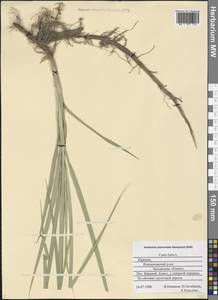 Carex hirta L., Eastern Europe, Northern region (E1) (Russia)