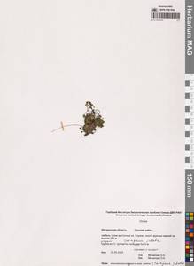 Draba, Siberia, Chukotka & Kamchatka (S7) (Russia)