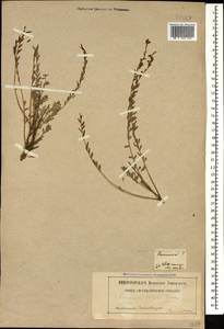 Reaumuria alternifolia subsp. alternifolia, Caucasus, Georgia (K4) (Georgia)