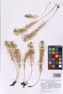 Euphorbia cyparissias L., Eastern Europe, Moscow region (E4a) (Russia)