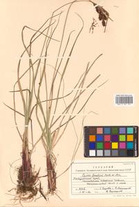 Carex gmelinii Hook. & Arn., Siberia, Russian Far East (S6) (Russia)