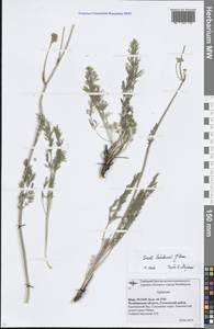 Hippomarathrum ledebourii (G.Don) J.H.Xue, Chepinoga & K.P.Ma, Eastern Europe, Eastern region (E10) (Russia)