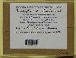 Brachythecium buchananii (Hook.) A. Jaeger, Bryophytes, Bryophytes - Russian Far East (excl. Chukotka & Kamchatka) (B20) (Russia)