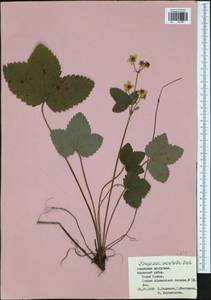 Fragaria moschata Duchesne, Eastern Europe, Central region (E4) (Russia)