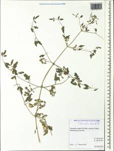 Clematis orientalis L., Caucasus, Armenia (K5) (Armenia)