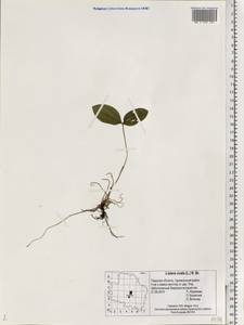 Neottia ovata (L.) Bluff & Fingerh., Eastern Europe, North-Western region (E2) (Russia)