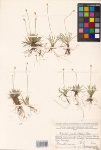 Tofieldia pusilla (Michx.) Pers., Eastern Europe, Northern region (E1) (Russia)