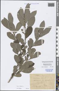 Salix cinerea L., Eastern Europe, Central forest-and-steppe region (E6) (Russia)