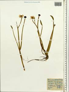 Coptidium pallasii (Schltdl.) A. & D. Löve, Siberia, Yakutia (S5) (Russia)