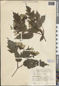 Acer tataricum subsp. ginnala (Maxim.) Wesm., South Asia, South Asia (Asia outside ex-Soviet states and Mongolia) (ASIA) (China)