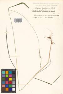 Elymus pendulinus (Nevski) Tzvelev, Siberia, Russian Far East (S6) (Russia)