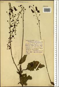 Verbascum phoeniceum L., Siberia, Altai & Sayany Mountains (S2) (Russia)