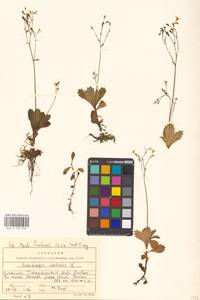 Micranthes stellaris subsp. stellaris, Eastern Europe, West Ukrainian region (E13) (Ukraine)