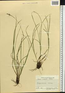 Carex, Siberia, Russian Far East (S6) (Russia)