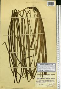 Sparganium gramineum Georgi, Eastern Europe, Moscow region (E4a) (Russia)