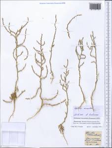 Ofaiston monandrum (Pall.) Moq., Middle Asia, Caspian Ustyurt & Northern Aralia (M8) (Kazakhstan)